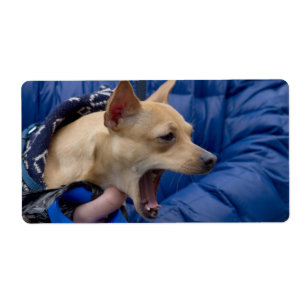 Etiqueta Gritando a Chihuahua