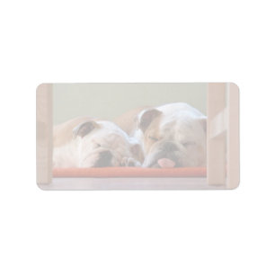Etiqueta Grupo Bulldog durmiendo