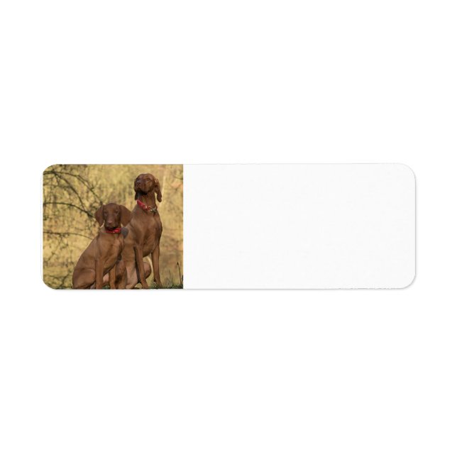 Etiqueta grupo de vizsla sentado segundo (Frente)