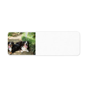 Etiqueta grupo del moho del perro de montaña bernese