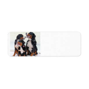 Etiqueta grupo del perro de montaña bernese