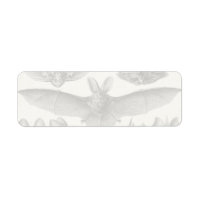 Haeckel Chiroptera