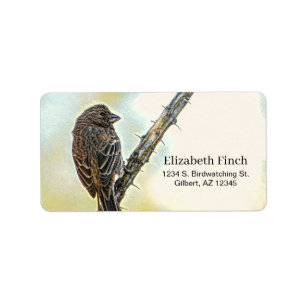 Etiqueta Hembra Finch Bird Spiny Ocotillo