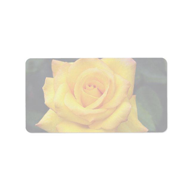 Etiqueta Hermosa medalla de oro Grandiflora Rosa, "Aroyquel (Frente)