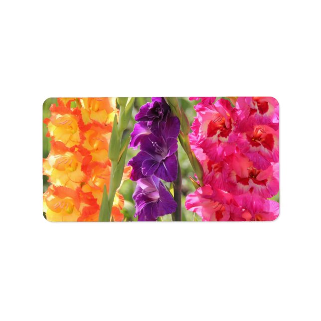 Etiqueta Hermoso Gladiolus Blooms (Frente)