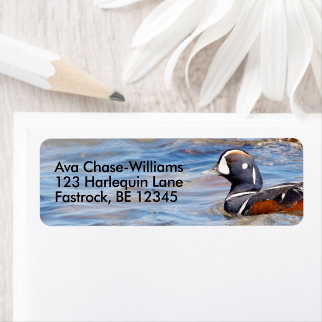 Etiqueta Hermoso pato Harlequin en la roca (In situ)