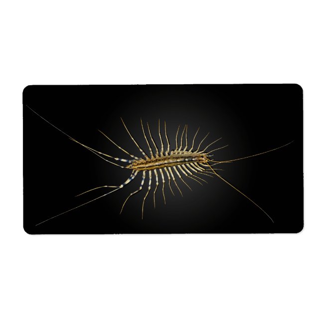 Etiqueta House Centipede Scutigera Coleoptrata (Frente)