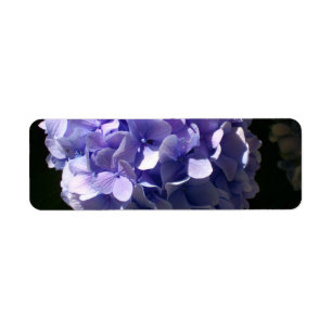 Etiqueta Hydrangeas