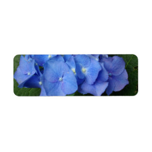 Etiqueta Hydrangeas