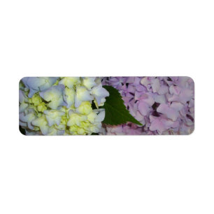 Etiqueta Hydrangeas azul púrpura rosa