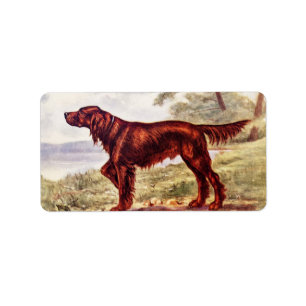 Etiqueta Ilustracion 1900 de Irish Setter del perro que se