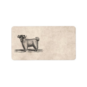 Etiqueta Ilustracion de la cabra del angora del vintage -