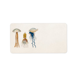 Etiqueta Ilustracion de las medusas de los 1800s del