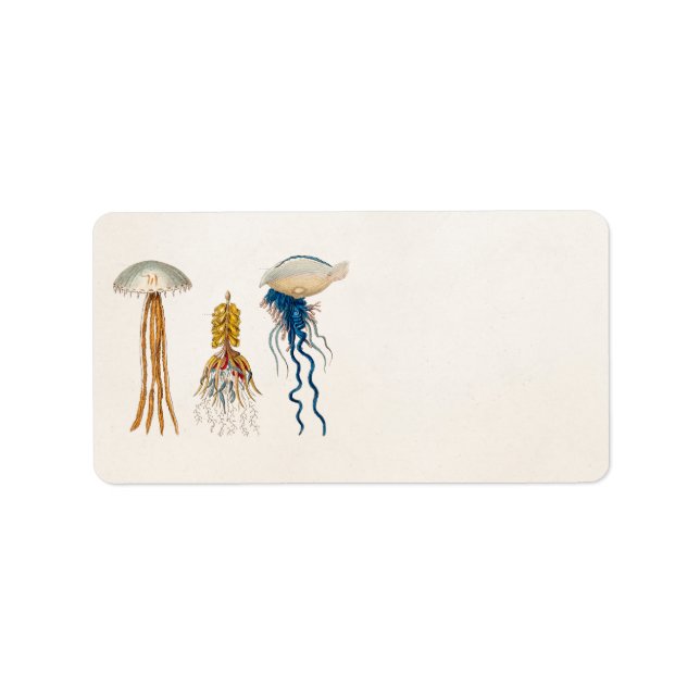 Etiqueta Ilustracion de medusas del siglo XIX - Pescado gel (Frente)