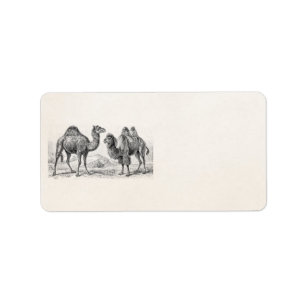 Etiqueta Ilustracion del camello del vintage - camellos