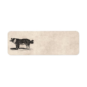Etiqueta Ilustracion del perro del border collie de los