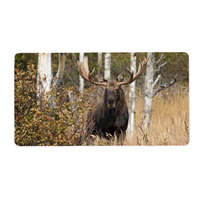 Etiqueta Impressive Bull Moose (Frente)