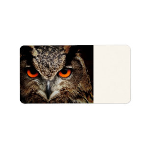 Etiqueta investigadores que buscan búho