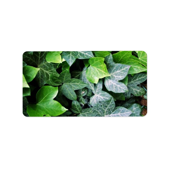Etiqueta Ivy Leaves (Frente)