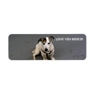 Etiqueta jack russell terrier label