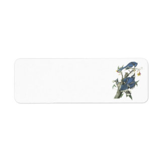Etiqueta Jay azul de Audubon
