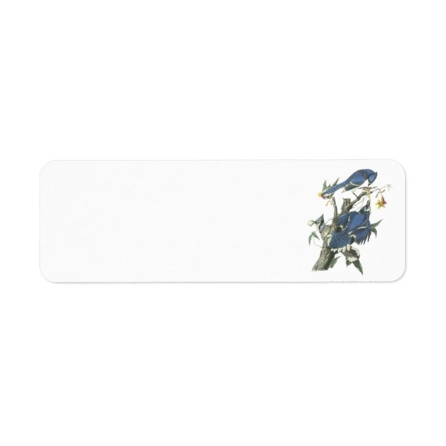 Etiqueta Jay azul de Audubon (Frente)