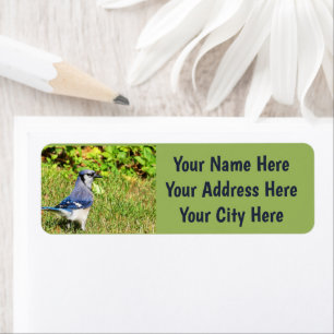 Etiqueta Jay Blue del Norte