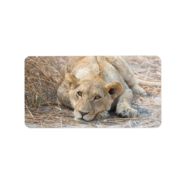 Etiqueta Joven león (Frente)