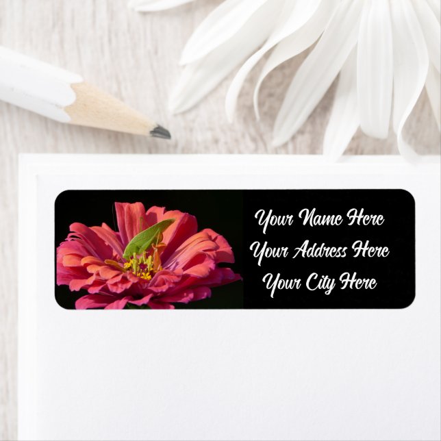 Etiqueta Katydid sobre Zinnia (In situ)