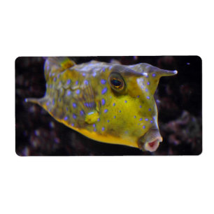 Etiqueta Lactoria cornuta