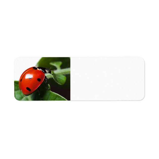 Etiqueta Ladybug (Frente)