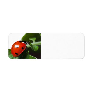 Etiqueta Ladybug