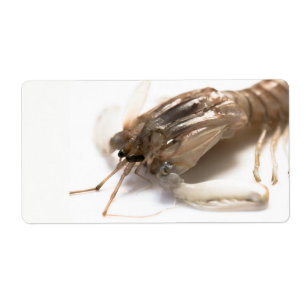 Etiqueta Langoustina