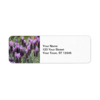 Lavender Flowers