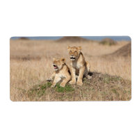 Leones jóvenes