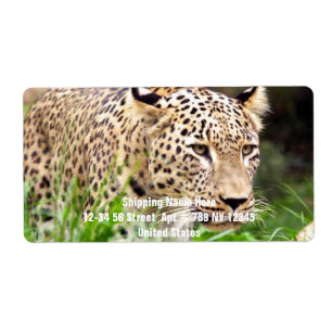 Etiqueta Leopardo que mira su presa