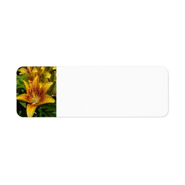 Etiqueta Lily (Frente)