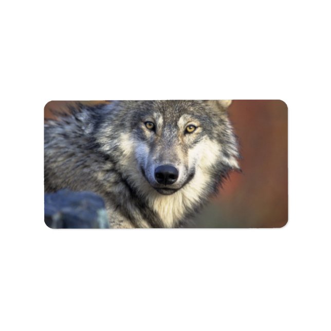 Etiqueta Lobo gris y blanco (Frente)