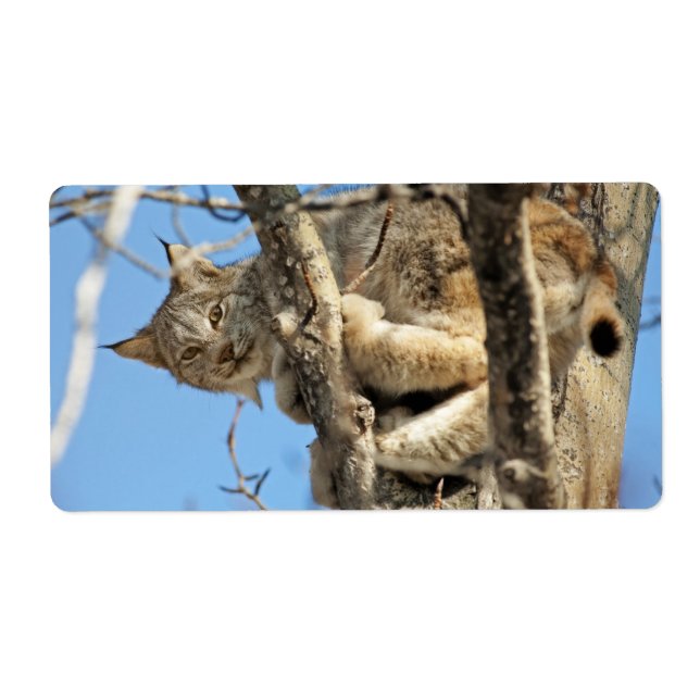 Etiqueta Lynx traviesa (Frente)