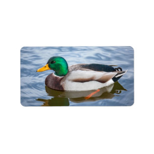 Etiqueta Mallard Duck