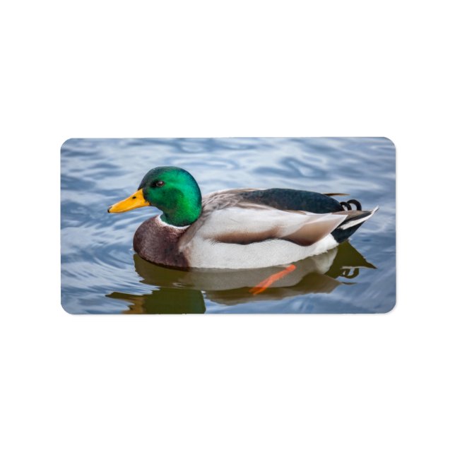 Etiqueta Mallard Duck (Frente)