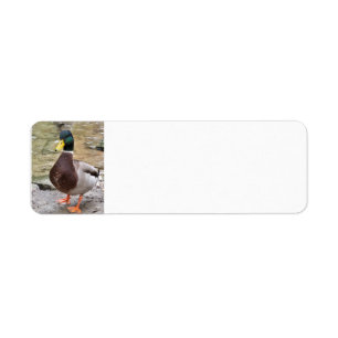 Etiqueta Mallard Duck