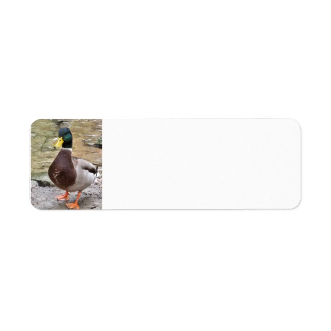 Etiqueta Mallard Duck (Frente)