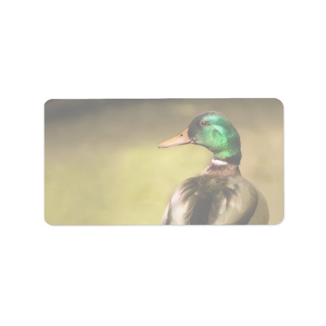 Etiqueta Mallard Duck (Frente)