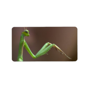 Etiqueta Mantis religiosa