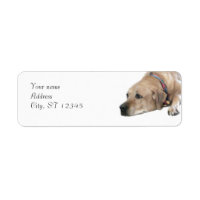 Mascota Rhodesian Ridgeback