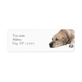 Etiqueta Mascota Rhodesian Ridgeback