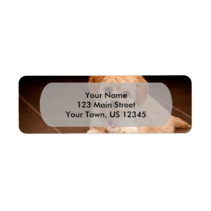 Etiqueta Mezcla maltesa de perro o cachorro maltipoo