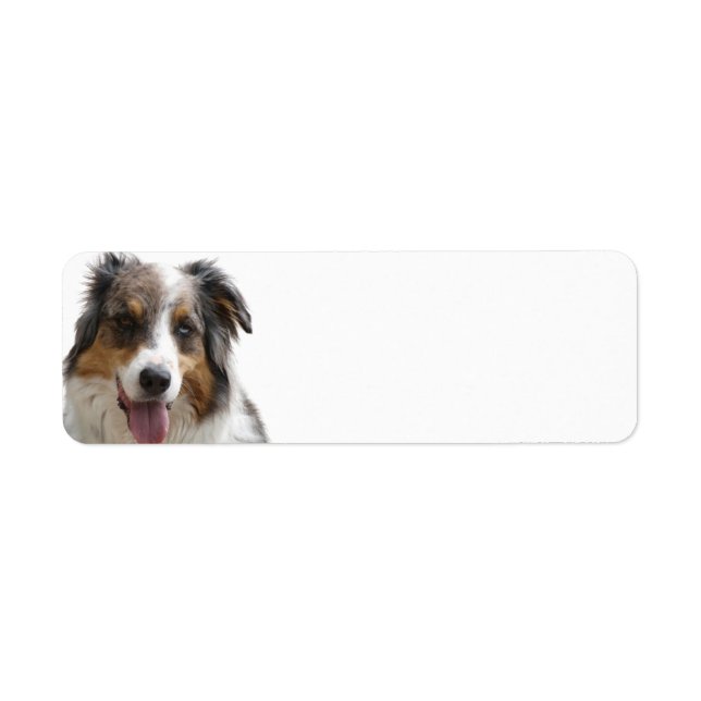 Etiqueta Miniature American Shepherd Merle (Frente)