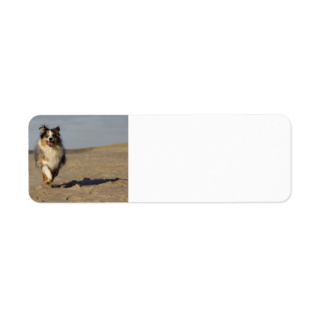 Etiqueta Miniature American Shepherd Running On Beach (Frente)